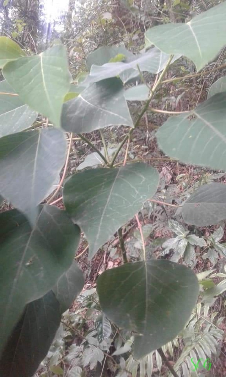 Homalanthus populifolius Graham